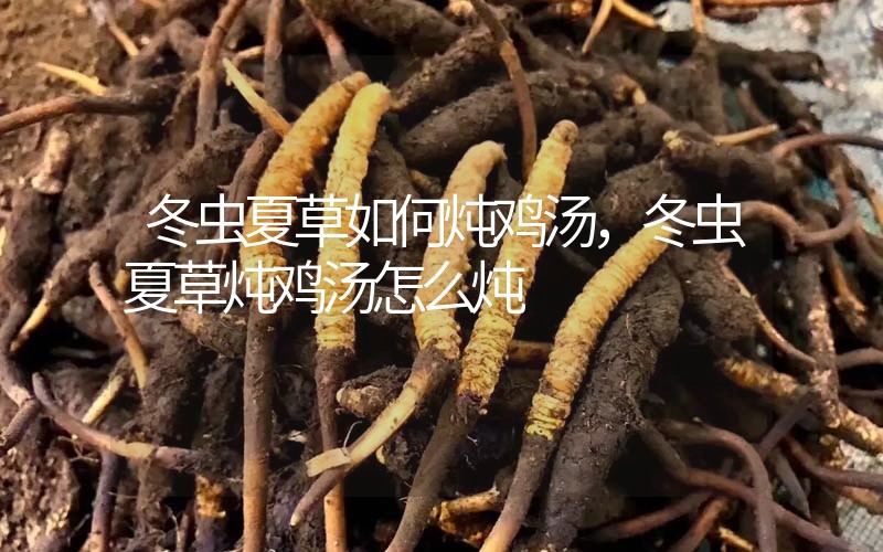 冬蟲夏草如何燉雞湯，冬蟲夏草燉雞湯怎么燉