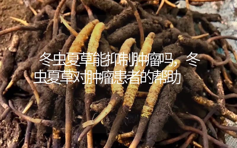 冬蟲夏草能抑制腫瘤嗎？冬蟲夏草對腫瘤患者的幫助