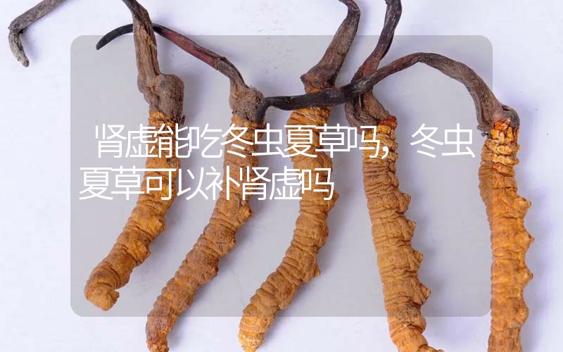 腎虛能吃冬蟲(chóng)夏草嗎，冬蟲(chóng)夏草可以補(bǔ)腎虛嗎？