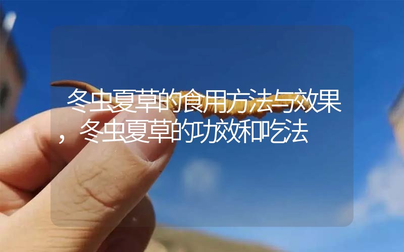 冬蟲夏草的食用方法與效果，冬蟲夏草的食用方法！