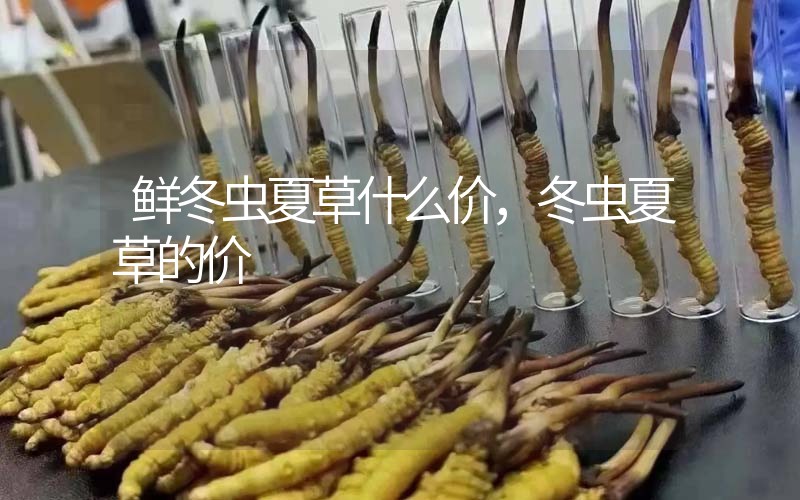 鮮冬蟲夏草什么價，冬蟲夏草的價格