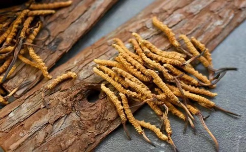 冬蟲夏草多少錢一克，哪個地區(qū)的質量比較可靠呢