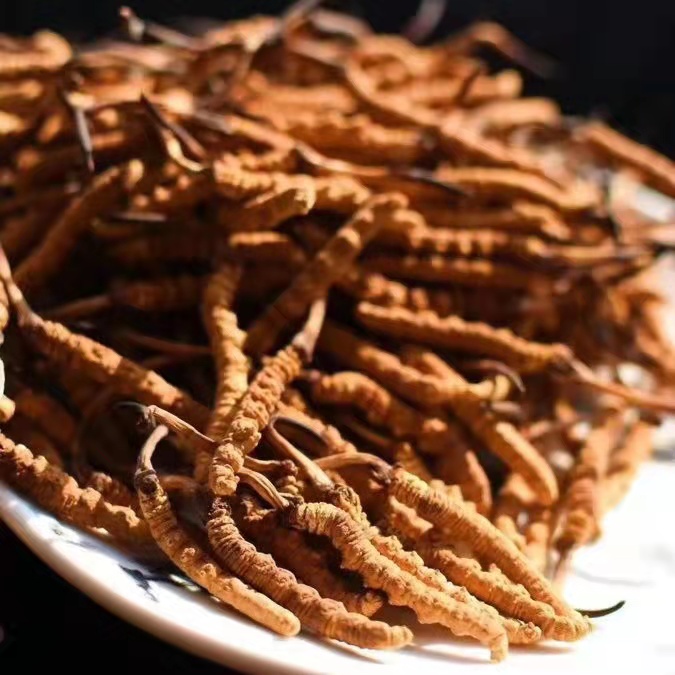 冬蟲(chóng)夏草為什么這么貴呢？有便宜的能買(mǎi)嗎