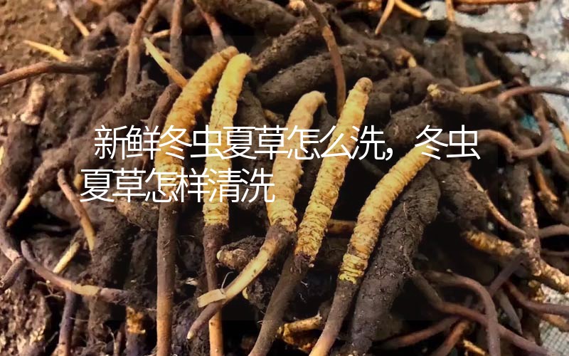 新鮮冬蟲夏草怎么洗，冬蟲夏草怎樣清洗