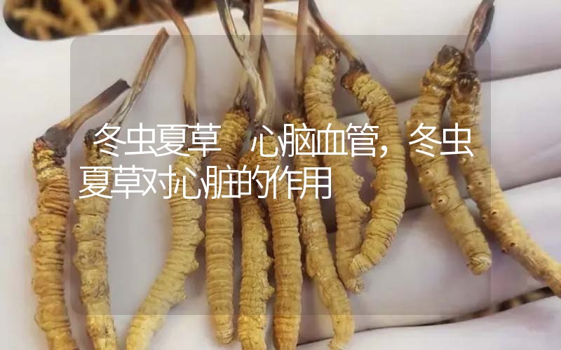 冬蟲夏草 心腦血管，冬蟲夏草對心臟的作用