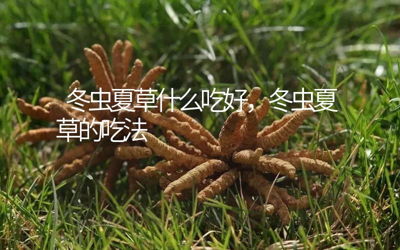 冬蟲(chóng)夏草什么吃好，冬蟲(chóng)夏草的吃法
