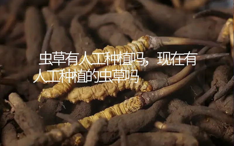 蟲草有人工種植嗎，現(xiàn)在有人工種植的蟲草嗎