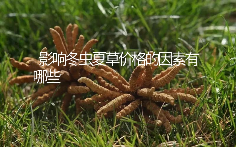 影響冬蟲夏草價格的因素有哪些？