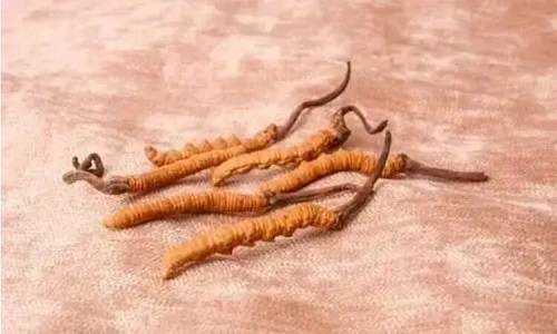 哪個產(chǎn)地的冬蟲夏草營養(yǎng)價值高,哪里的蟲草更好？