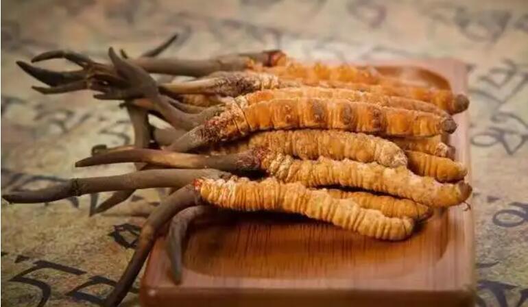 新鮮冬蟲(chóng)夏草與蟲(chóng)蛹草是什么關(guān)系