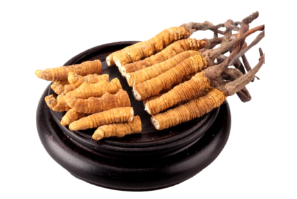 冬蟲(chóng)夏草斷草還有營(yíng)養(yǎng)價(jià)值嗎？該如何正確食用？