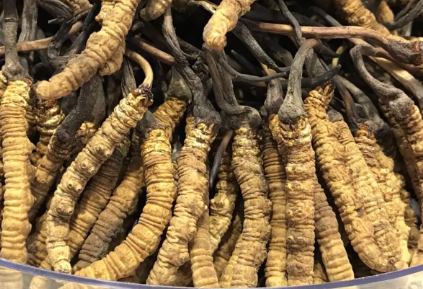 吃冬蟲(chóng)夏草會(huì)出現(xiàn)過(guò)敏情況嗎？冬蟲(chóng)夏草適合什么人吃？