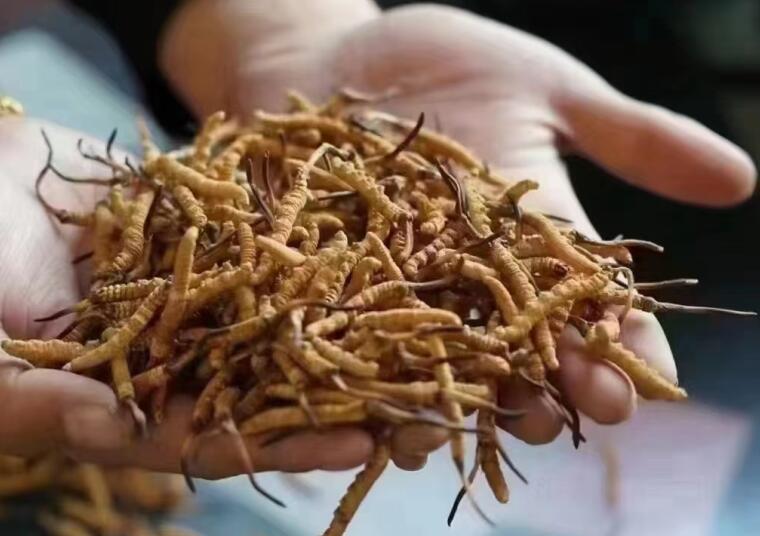 冬蟲夏草成分有哪些?新鮮冬蟲夏草哪里好？
