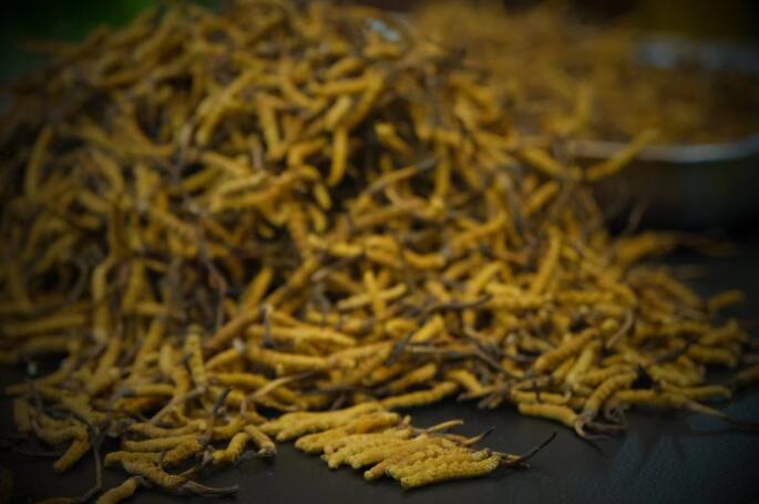 新鮮蟲草和干蟲草的區(qū)別，冬蟲夏草是新鮮的好還是曬干的好？