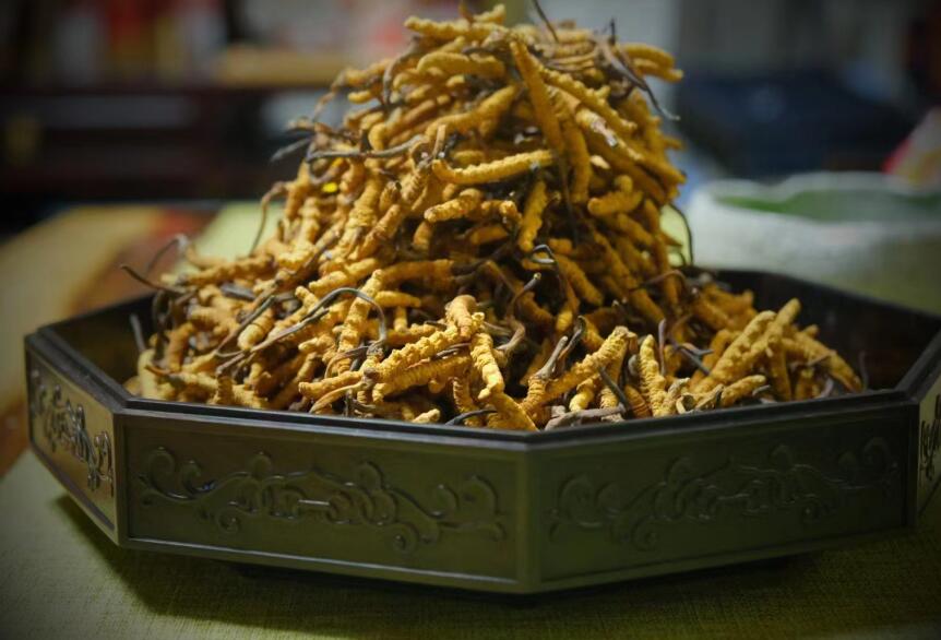 為什么冬蟲夏草還無(wú)法人工養(yǎng)殖？