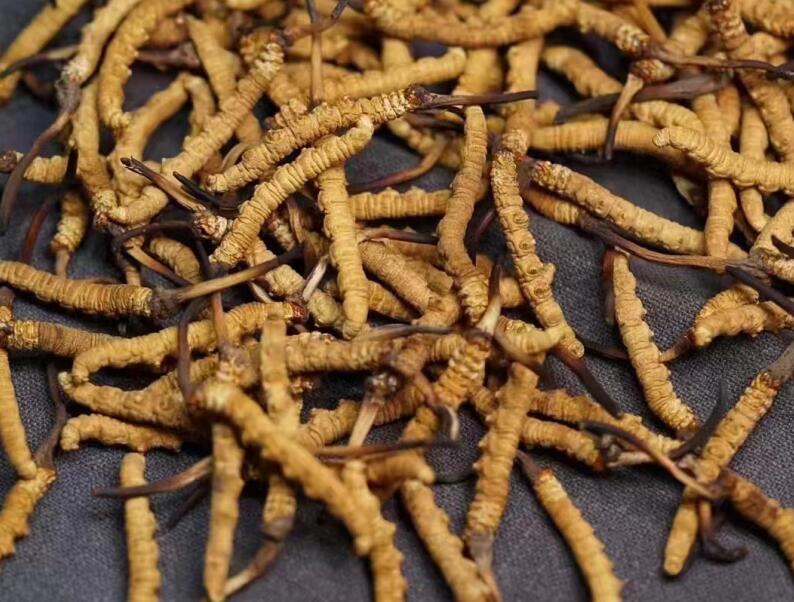冬蟲(chóng)夏草的草頭是長(zhǎng)的好還是短的好？冬蟲(chóng)夏草的草把子（尾巴）是長(zhǎng)好還是短好？