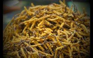 冬蟲(chóng)夏草對(duì)老年人有什么好處？