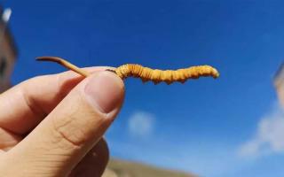 冬蟲夏草的最佳用量及其使用時(shí)間？
