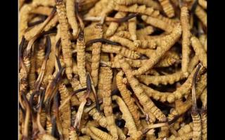 影響新鮮冬蟲(chóng)夏草品質(zhì)的因素有哪些？