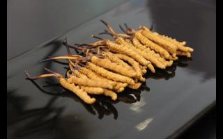 不合格的冬蟲夏草有哪些？