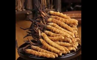 陳年冬蟲夏草營養(yǎng)價值好嗎？