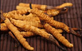 冬蟲(chóng)夏草為什么會(huì)氣味不同？