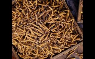 了解一下：冬蟲夏草的產(chǎn)地和采摘方式！