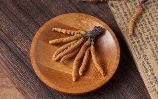 為什么新鮮的冬蟲夏草更得人心？