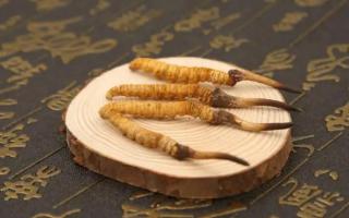 新鮮的冬蟲(chóng)夏草可以存放多長(zhǎng)時(shí)間？