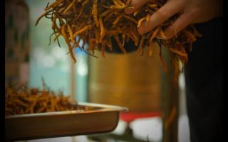 什么是冬蟲夏草？冬蟲夏草的產(chǎn)地以及產(chǎn)量！