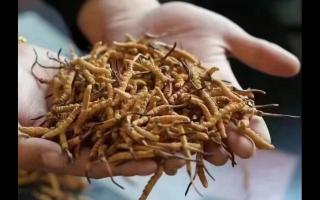 為什么蟲體飽滿的冬蟲夏草價格高！