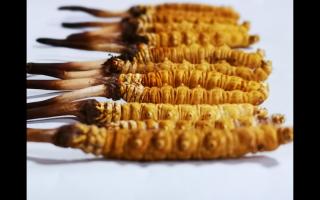 正宗高品質(zhì)冬蟲夏草怎么辨別？
