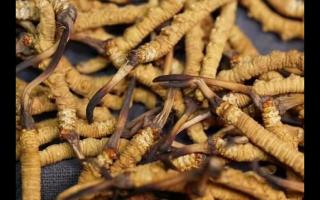 冬蟲(chóng)夏草的產(chǎn)量為何一年不如一年呢？