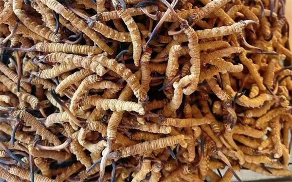 冬蟲(chóng)夏草可以和番石榴一起吃嗎？