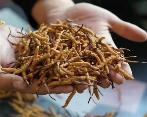 冬蟲夏草主要有效成分 冬蟲夏草有哪些營(yíng)養(yǎng)成分？