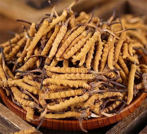 牛奶可以泡冬蟲夏草嗎？牛奶泡冬蟲夏草的好處