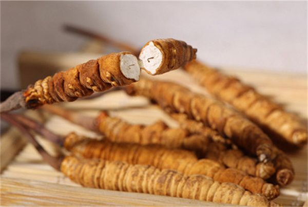 冬蟲(chóng)夏草怎么食用？冬蟲(chóng)夏草的食用指南