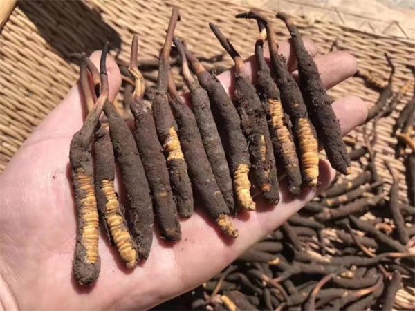 冬蟲夏草可以生吃嗎 生吃冬蟲夏草要注意5點