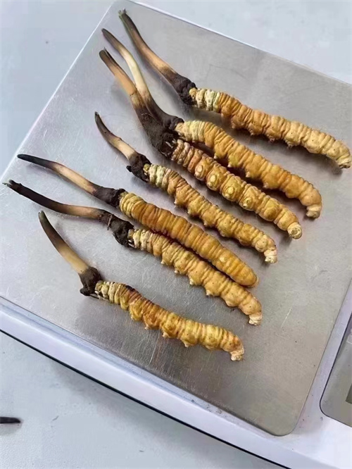 冬蟲夏草煮還是泡好？兩種食用方法的對比分析