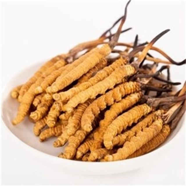 真的冬蟲夏草什么價(jià)格？冬蟲夏草價(jià)格的波動(dòng)與市場影響因素