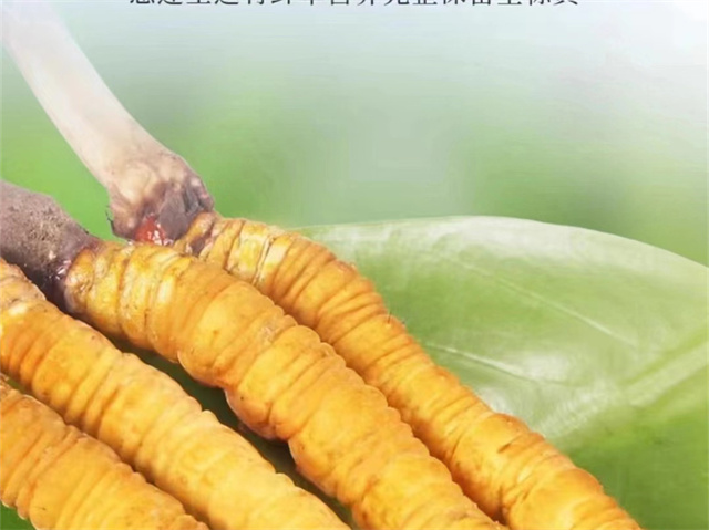 冬蟲夏草怎么吃可以防癌？冬蟲夏草的3種防癌食用方法