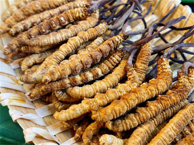 天然冬蟲(chóng)夏草是怎么形成的？天然冬蟲(chóng)夏草的形成過(guò)程