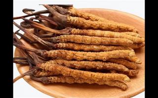 冬蟲(chóng)夏草和蛹蟲(chóng)草有哪些地方不一樣？冬蟲(chóng)夏草和蛹蟲(chóng)草6個(gè)方面的區(qū)別