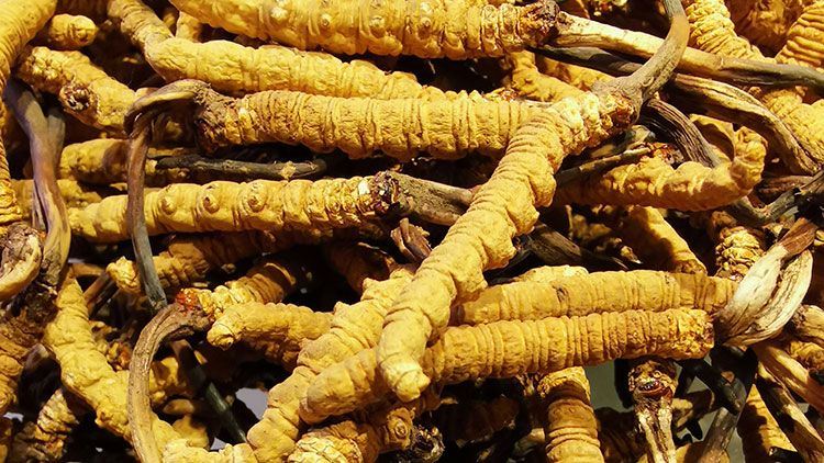 冬蟲(chóng)夏草是什么味道？揭秘“軟黃金”的獨(dú)特風(fēng)味