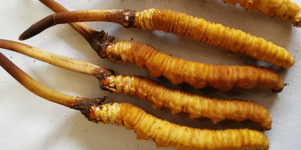 冬蟲夏草泡酒最佳配方:滋補養(yǎng)生,強身健體