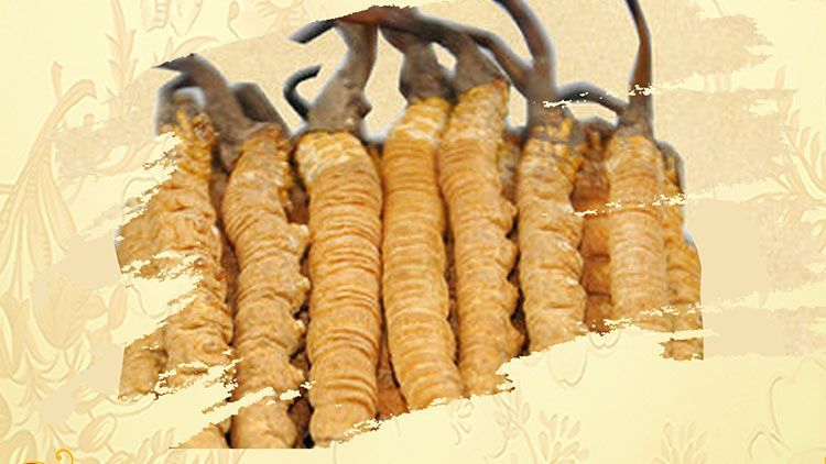 冬蟲(chóng)夏草御寒效果好嗎？科學(xué)解讀其抗寒機(jī)制