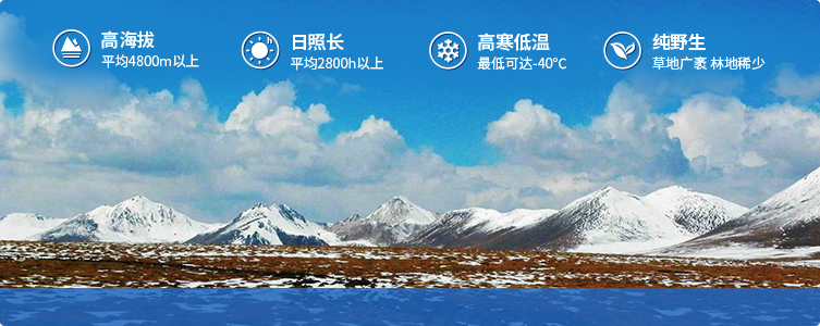 為什么說(shuō)西藏那曲的冬蟲(chóng)夏草，是品質(zhì)最好的蟲(chóng)草！