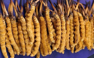 冬蟲(chóng)夏草是什么樣的