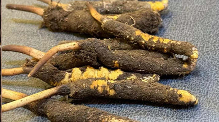 冬蟲(chóng)夏草鮮草怎么吃？科學(xué)用量指南
