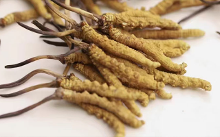 水溫決定營(yíng)養(yǎng)！冬蟲(chóng)夏草鮮草泡水溫度全解析?